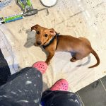 herman the house painting dog